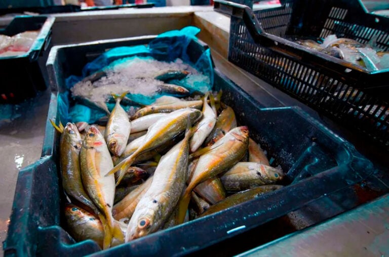 Fiskeauktion uden fisk? Sådan fastsættes renten