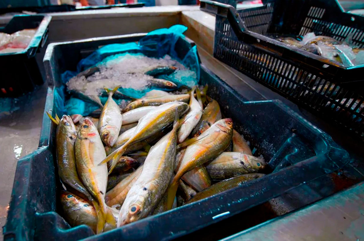 Renteauktion er lidt ligesom en fiskeauktion - Middelfart Sparekasse forklarer renteauktioner