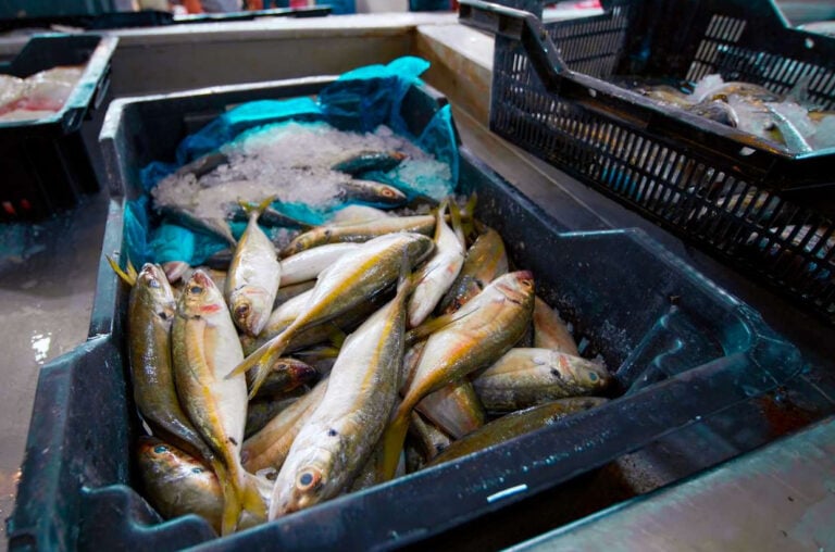 Fiskeauktion uden fisk? Sådan fastsættes renten