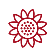 Solsikkesnoren